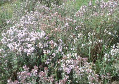 Bon pour la Cueillette