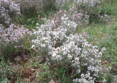 Bon pour la Cueillette