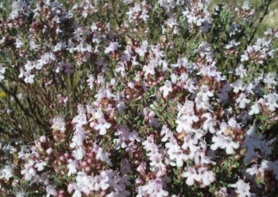 Le bonheur des abeilles